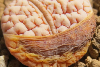 石生花脱皮是什么样子