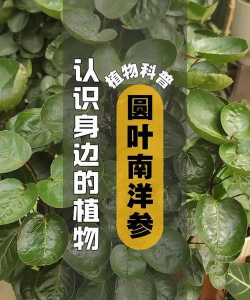 圆叶南洋参为什么萎蔫了