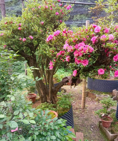 家庭养花用生根粉