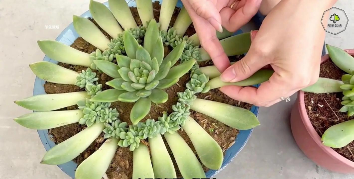 宝石花怎么种爆盆