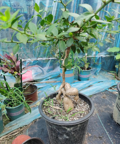 家庭养花用生根粉