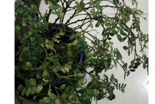 家庭养花用生根粉