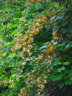 猕猴桃开什么颜色的花