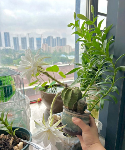 家庭养花用生根粉