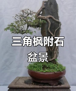 盆景桩景配石和配件、盆景桩景的野外掘