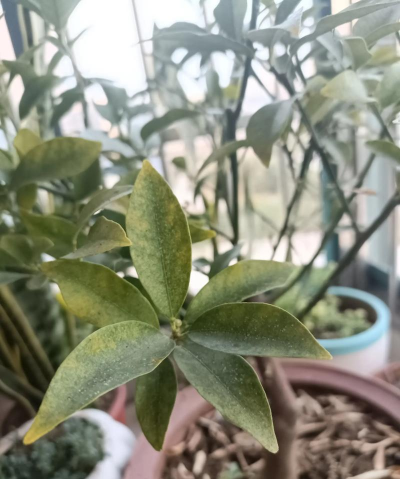 家庭养花用生根粉