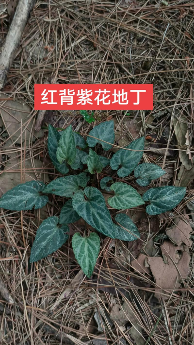 红紫花地丁长什么样