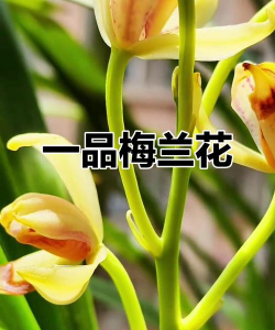 黄绿色的兰花叫什么品种