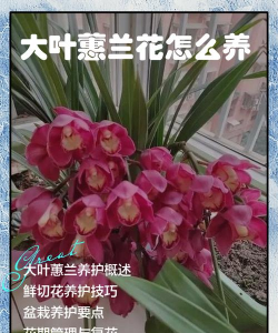 大叶惠兰怎么养开花