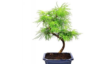 金钱松是什么植物