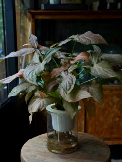 家庭养花用生根粉