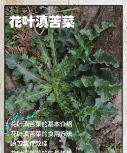 吃花叶苦青菜有什么用