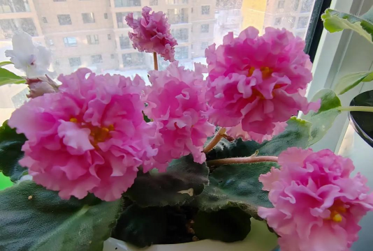 粉色的球球花叫什么花