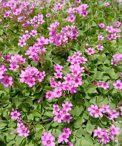 玫瑰花怎么养才不会枯萎，掌握浇水施肥技巧，轻松延长花期