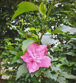 玫瑰花怎么养才不会枯萎，掌握浇水施肥技巧，轻松延长花期