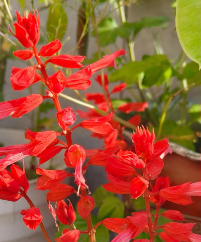 一串红是什么季节的