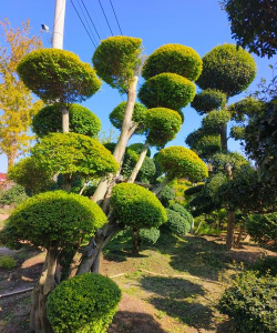 造型金叶女贞的嫁接与管理