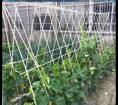 玫瑰花怎么养才不会枯萎，掌握浇水施肥技巧，轻松延长花期