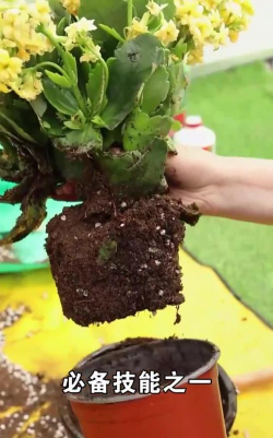 家庭养花用生根粉