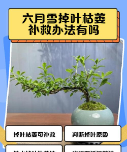 盆景干枯要死了怎么办 盆景干枯要死了怎么办