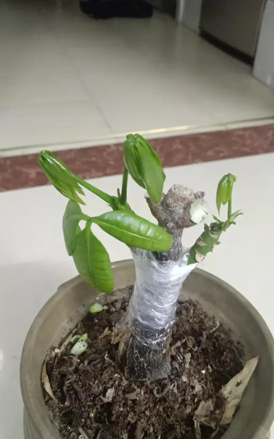 家庭养花用生根粉