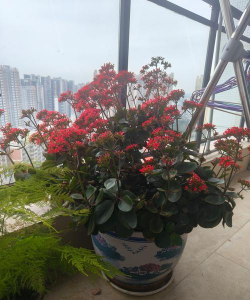 一盘大花是什么植物