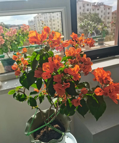 家庭养花用生根粉