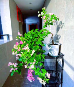 家庭养花用生根粉