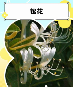 有一种叫银什么花