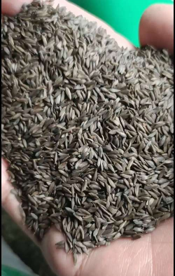 什么样的生菜种子好