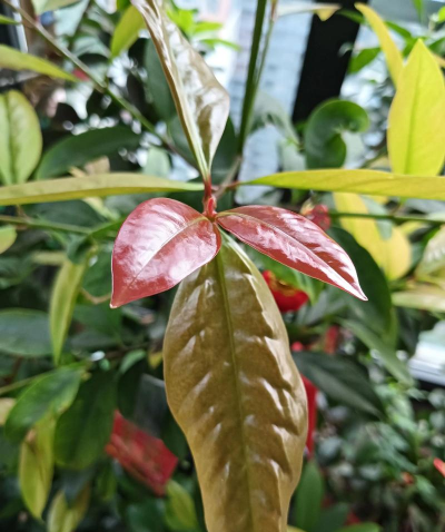 家庭养花用生根粉