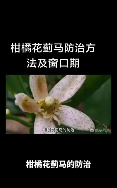 花上有蓟马怎么办
