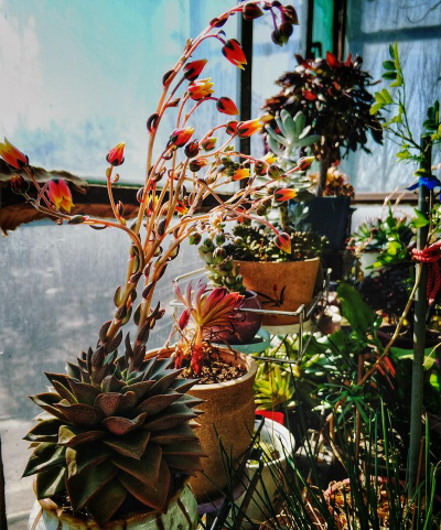 家庭养花用生根粉