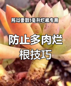 家庭养花用生根粉