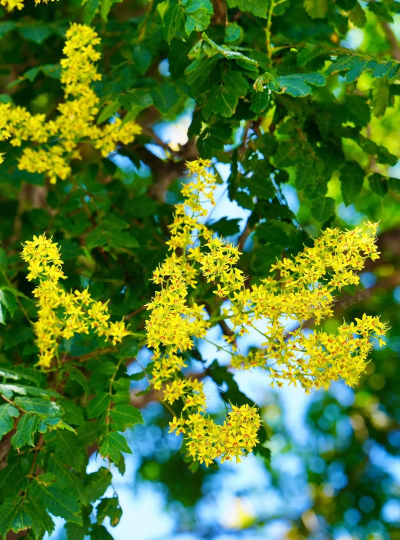 栾树的花什么时候开