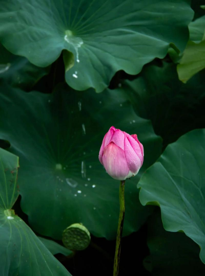 雨中山荷叶花长什么样