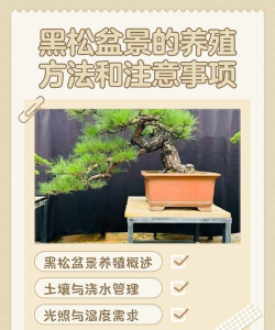 在家如何养护黑松