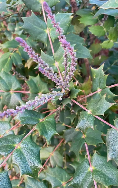 十大功劳开什么花