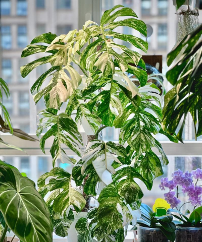 家庭养花用生根粉