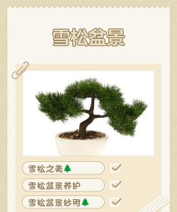 雪松、蜀桧、棕榈的栽培管理