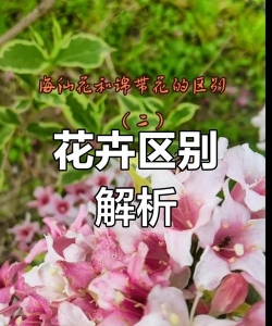 海仙花和锦带花怎么区分