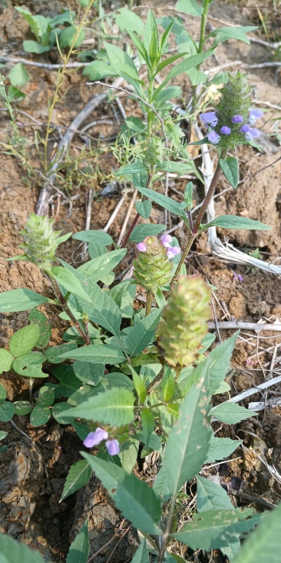 夏枯草没花的时候怎么认