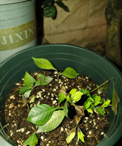 家庭养花用生根粉