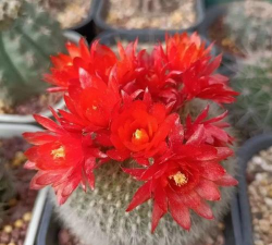 白雪光仙人球怎么开花