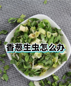 北美枫香生虫怎么办