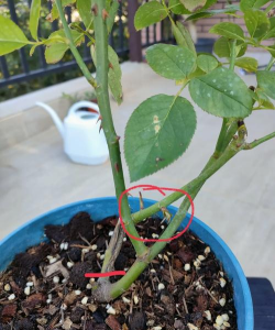 家庭养花用生根粉