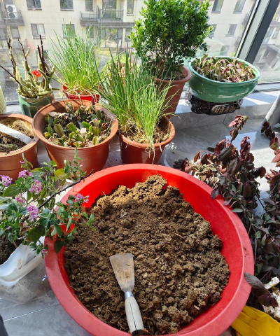 家庭养花用生根粉