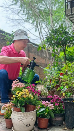 家庭养花用生根粉