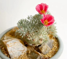 白皮月界开什么颜色的花