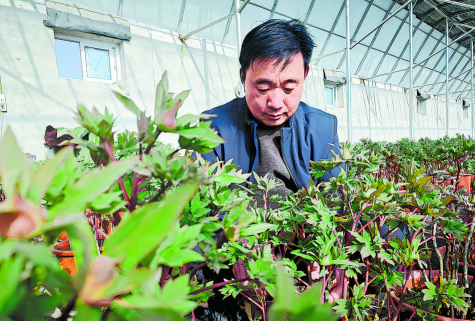 家庭养花用生根粉